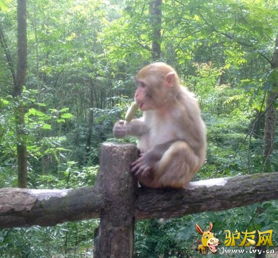 冰棒小猴.jpg